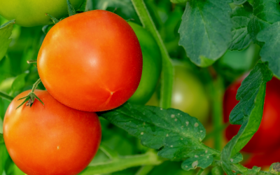 Tomaatteja, paprikaa, lisää tomaatteja…